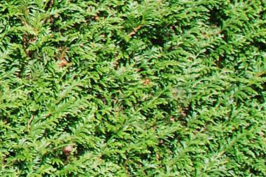 thuja__plicata_atrovirens__søjle__