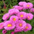 Asters  Stauder