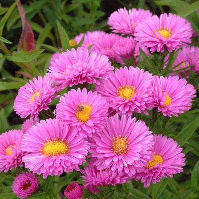asters__skarp_lyserøde_blomster__nyengelsk_høstasters__novi-belgii_patricia_ballard_