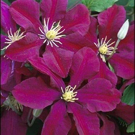 clematis__niobe__dyb_vinrød_bordeaux__leveres_med_potte__storblomstrende__mp-34_