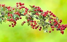 tjørn__engriflet__skovplante_-_hækplante_-_allétræ_-_crataegus_monogyna__