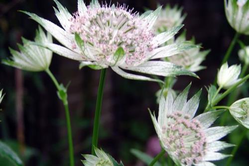 stjerneskærm__astrantia__berendien__stam_