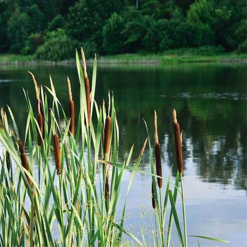 dunhammer_bredbladet__typha_latifolia