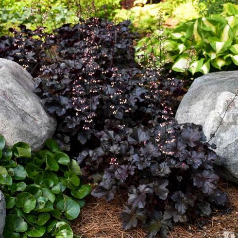 alunrod__heuchera_black_pearl