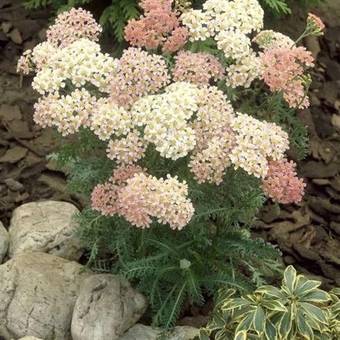 røllike__achillea_millefolium_lachsschnheit
