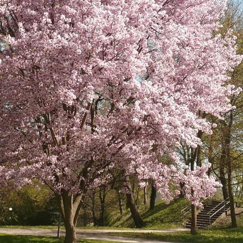 japansk_kirsebær__autumnalis__5080_cm_med_p9_potte__prunus_subhirtella_