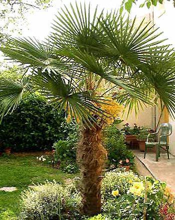 palme__chamaerops_excelsa__240260_cm_med_klump__050_nr__2_
