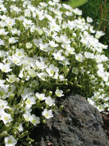 sandvÅner___arenaria_