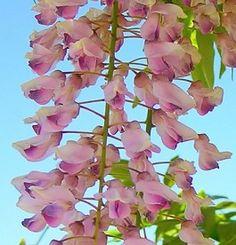 blåregn__sinensis__rosea__rosafarvet__4080_cm__med_potte_eller_klump__wisteria_sinensis__rosea__