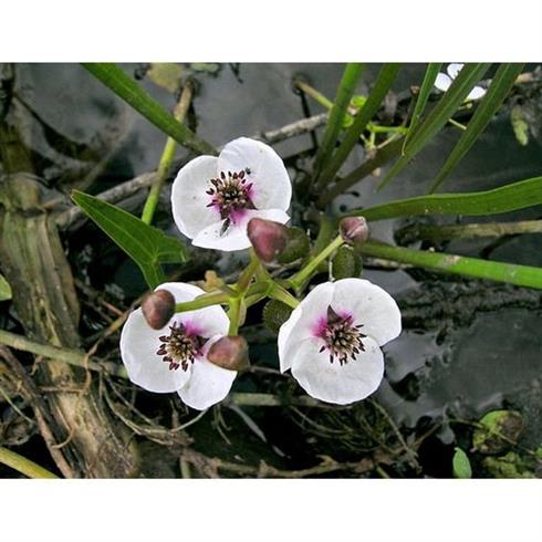 pilblad__sagittaria_sagittifolia