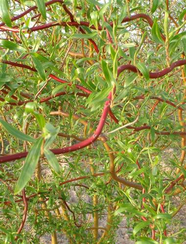 pil__proptrækkerpil__200250_cm_med_klump__salix_matsudana_