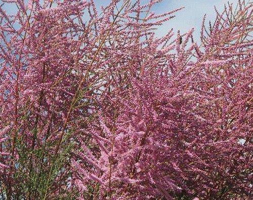 tamarisk__tamarix_ramosissima_pentandra__