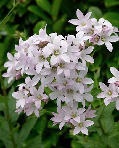 mÆlkeklokke__campanula__alliariifolia__snow_dune_