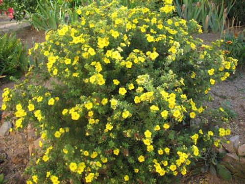 potentil__goldfinger__potentilla_fruticosa_