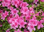 Tilbud Azalea Rhododendron