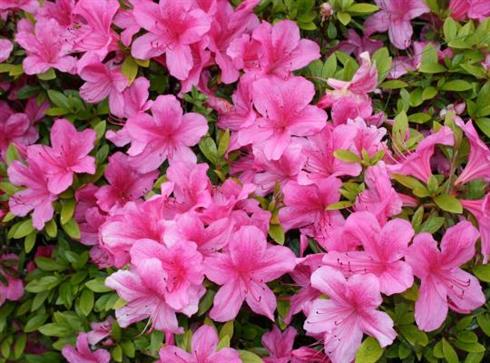azalea__rød__leveres_i_p9_potte__isabel_