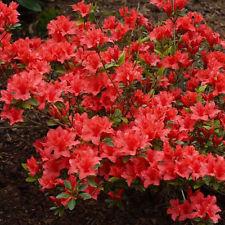 azalea__orangerød__orange_beauty__