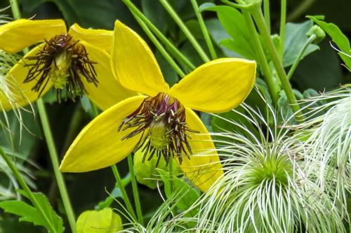 clematis__orientalis__bill_mackenzie__gul__leveres_med_potte__bjergskovranke__mp-34_