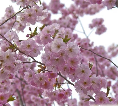 japansk_kirsebær__shirofugen__prunus_serrulata__shirofugen__
