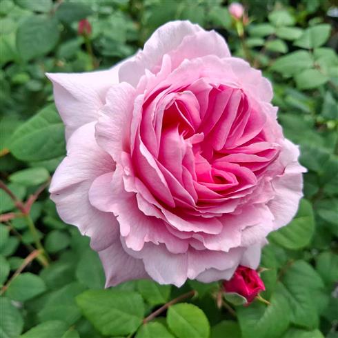 the_ancient_mariner__pink__engelsk_rose_