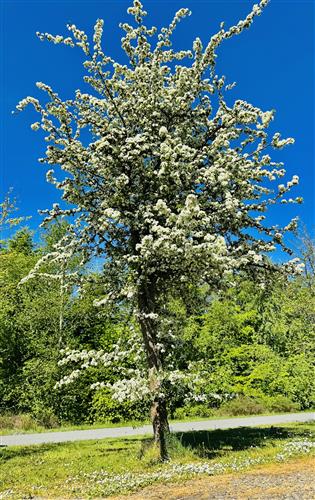 tjørn__hvidtjørn__crataegus_oxyacantha_