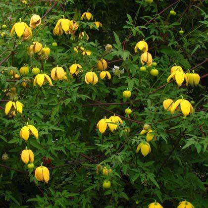 clematis__orientalis__orange_peel__solgule_klokker__leveres_med_potte__småblomstrende__mp-34_