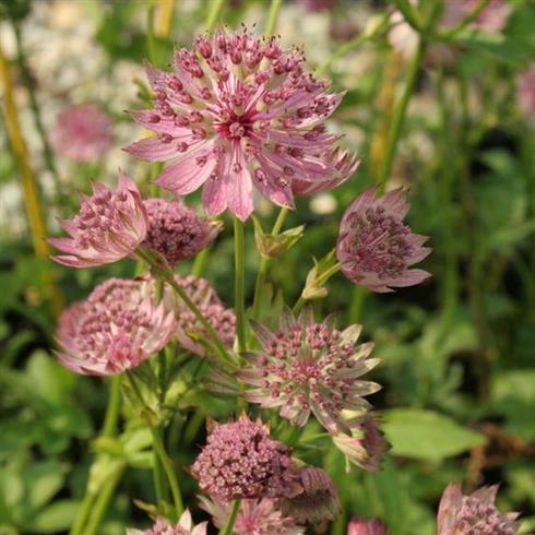 stor_stjerneskærm_astrantia_major_pink_pride