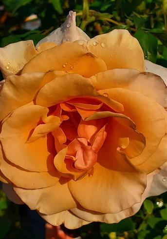 tropicana__gylden_orange__buketroser__
