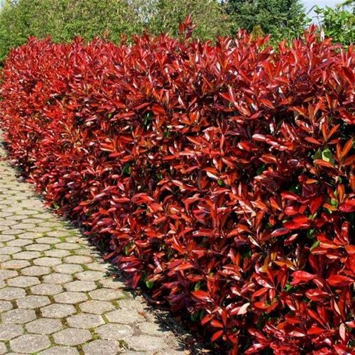 glansmispel__red_robin__photinia__fraseri_