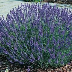 lavendel__frilands__hidcote_blue__lavandula_angustifolia__haveplanter_bunddækkeplanter_