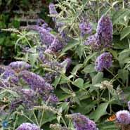 sommerfuglebusk__lochnich__lysviolet__buddleja_davidii__