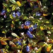 blyrod__koboltblå_blomster__ceratostigma__plumbaginoides_