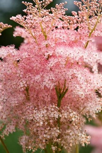 amerikansk_mjødurt__filipendula_rubra_venusta