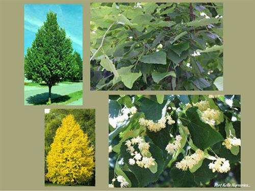 lind__kejserlind__tilia_cordata_greenspire__haveplanter_