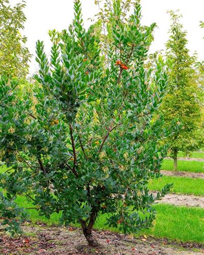 jordbærtræ__walter__arbutus__unedo_