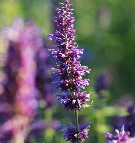 mynte_anisisop_indianermynte__agastache_purple_haze