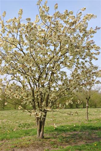 japansk_kirsebær__ukon__prunus_serrulata__