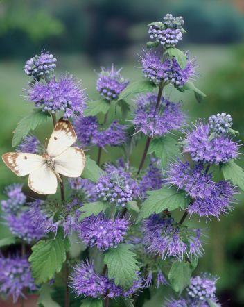 blåskæg__3050_cm_med_potte__caryopteris_clandon_heavenly_blue__