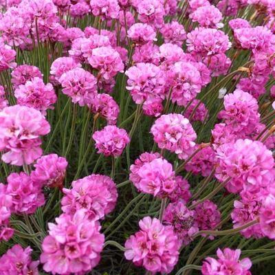 engelsk_græs__armeria__maritima__rosea_