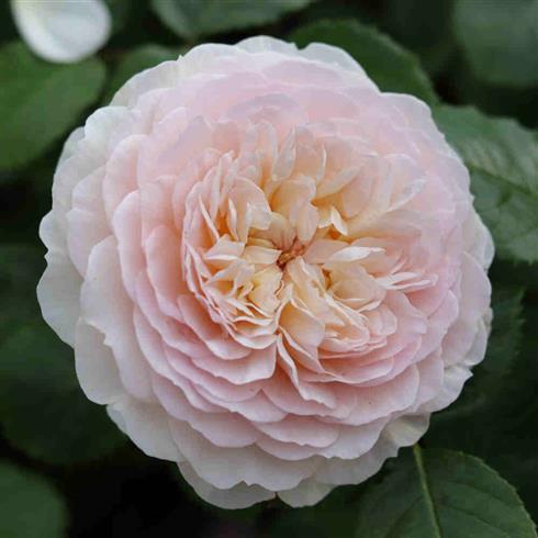 emily_brontë_ausearnshaw__cremehvid__engelsk_rose_