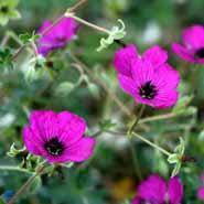 storkenæb__hvidgrå_storkenæb__rødlilla_blomster__geranium__cinereum_var__subcaulescens_