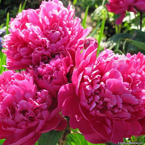 bonderose__mørk_pink__pæon__silkepæon__knolden_leveres_i_potte_eller_klump__paeonia_lactiflora_karl_rosenfield__mp-42_