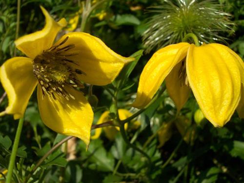clematis__orientalis__bill_mackenzie__gul__leveres_med_potte__bjergskovranke__mp-34_