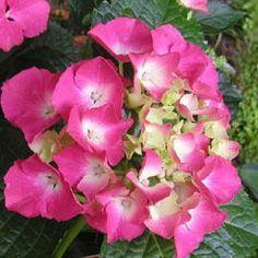 hortensia__bouquet_rose__rosarød__hydrangea_macrophylla__haveplanter_