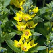 fredløs__prikbladet__gule_blomster__lysimachia__punctata_