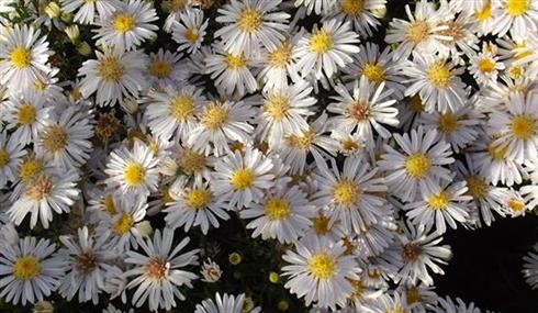 asters__pudeasters__hvide_blomster__dumosus_apollo_