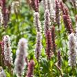 Urt - Persicaria Stauder