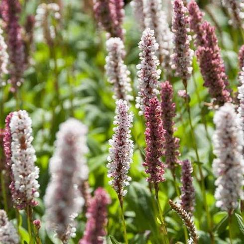 tæppepileurt__persicaria_affinis_superba