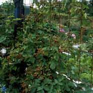 brombær__fruticosus__leveres_i_potte__tornfri__store_sorte_bær__modnes_når_de_er_9_måneder__selvbestøvende__rubus__