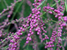 tamarisk__tamarix_ramosissima_pentandra__